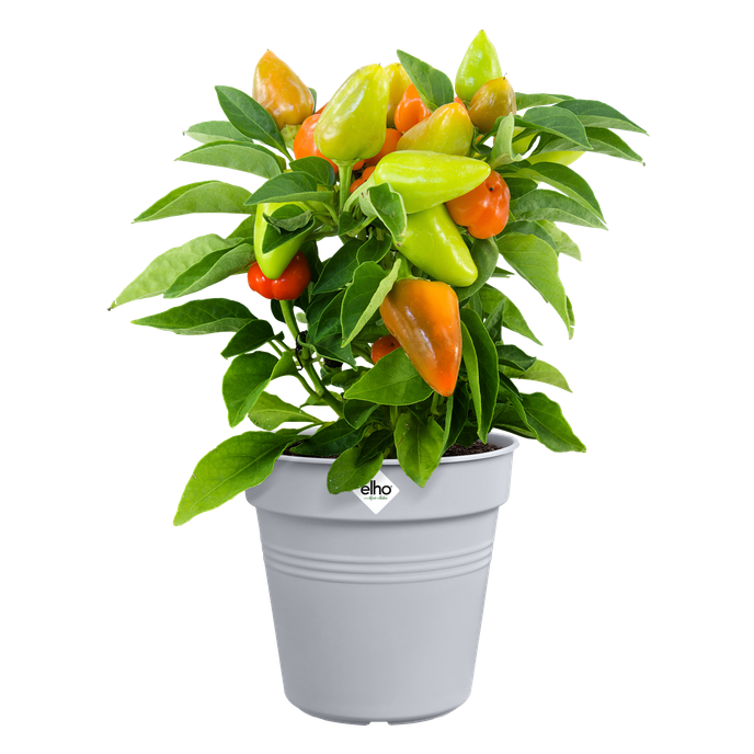 green basics growpot 21cm faded lilac